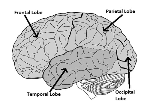 Parietal Lobe