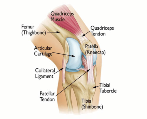 Patella