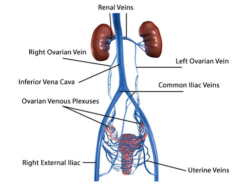 Pelvic Veins