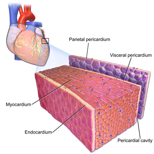 Pericardium