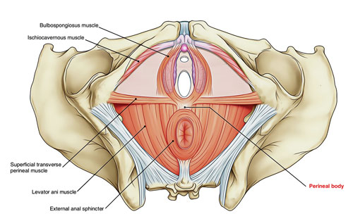 Perineal Body