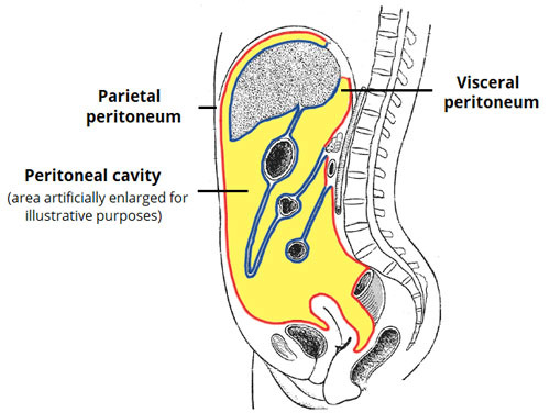 Peritoneum