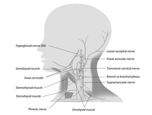 Phrenic Nerve