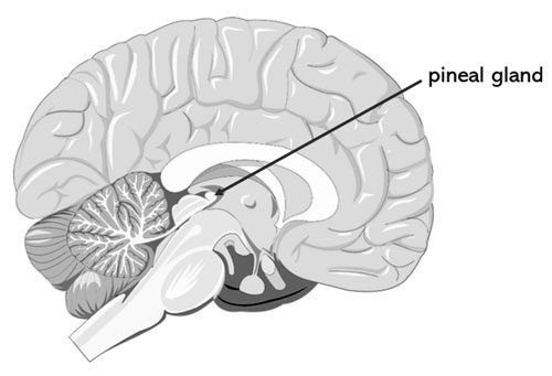 Pineal Gland