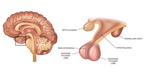 Pituitary Fossa