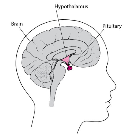 Pituitary Gland