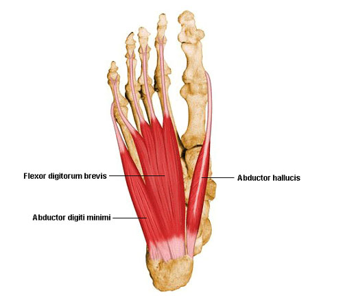 Plantar Muscles