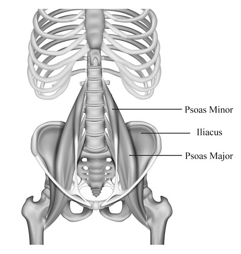 Psoas Major Muscle