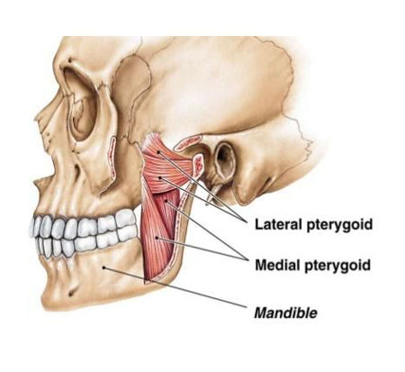 Pterygoid Muscles