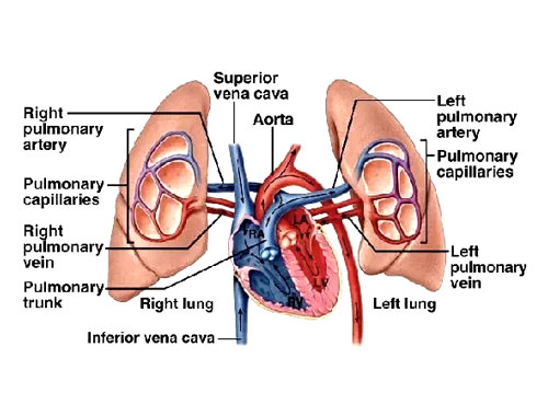 Pulmonary Artery