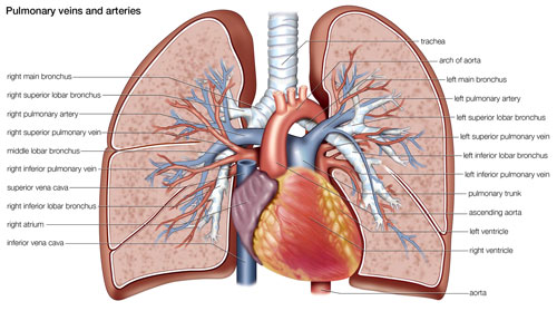 Pulmonary Veins