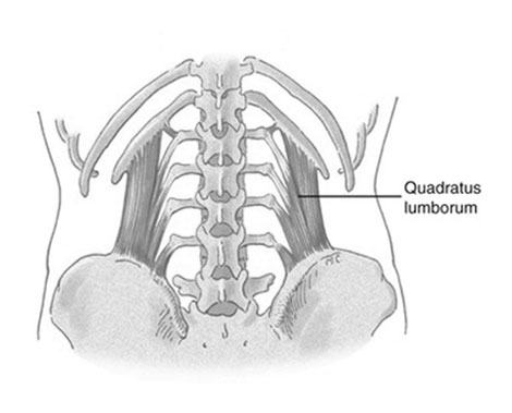 Quadratus Lumborum