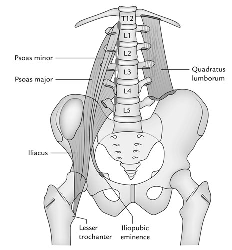 Quadratus Muscle