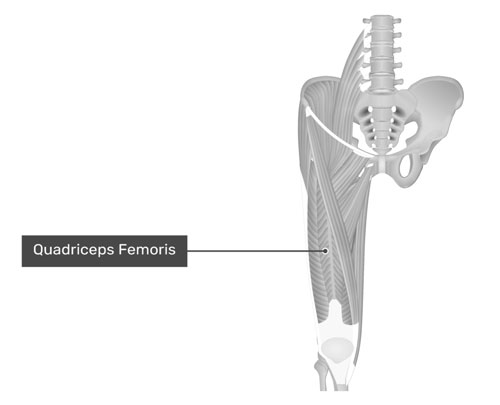 Quadriceps Femoris
