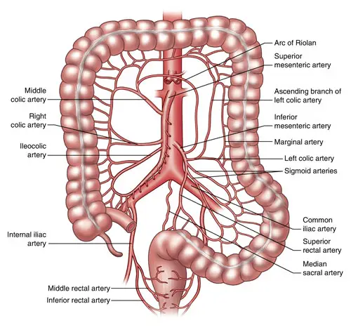 Rectal Artery