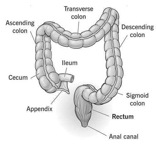 Rectum