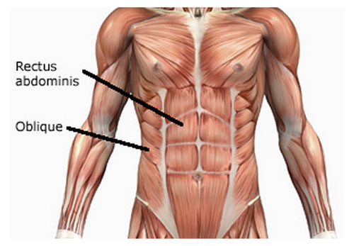 Rectus Abdominis