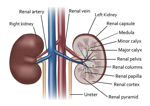 Renal Arteries