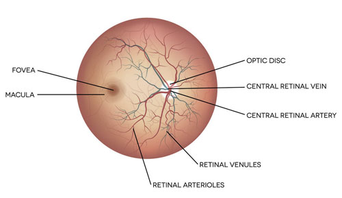 Retina