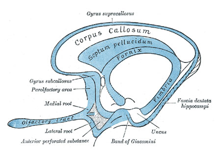 Rhinencephalon