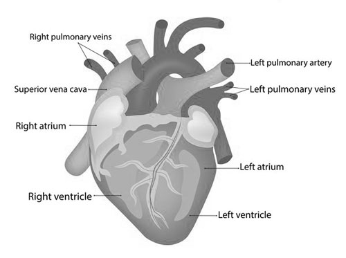 Right Atrium