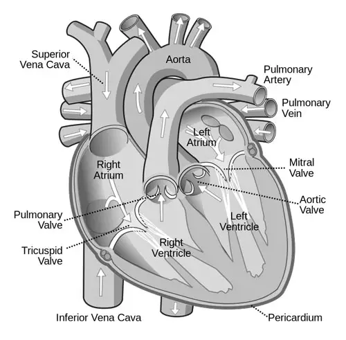 Right Ventricle