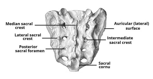 Sacrum