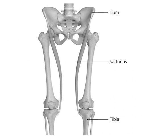 Sartorius