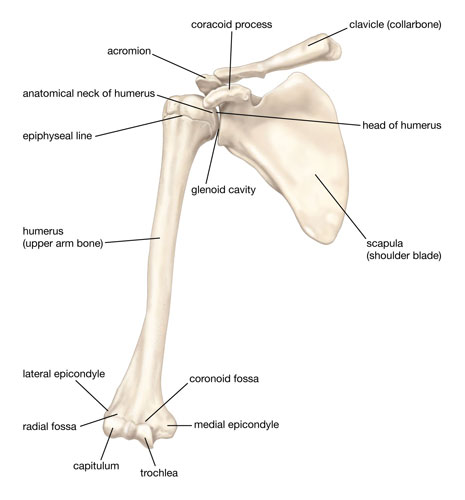 Scapula