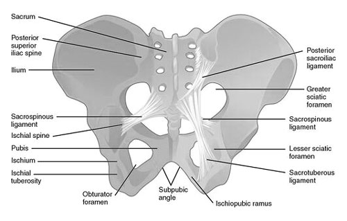 Sciatic Foramen