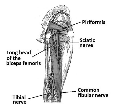 Sciatic Nerve