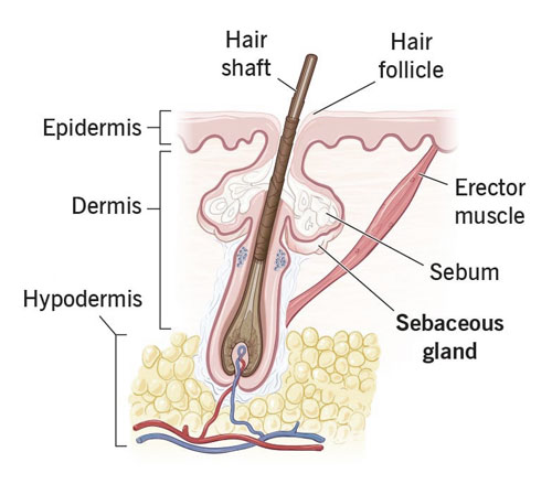 Sebaceous Glands