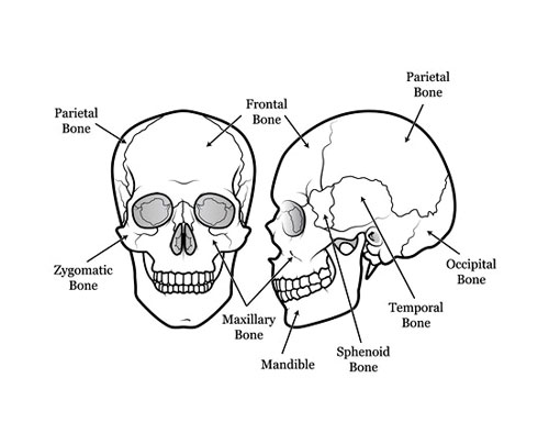 Skull