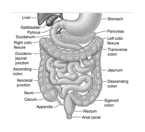 Small Intestine