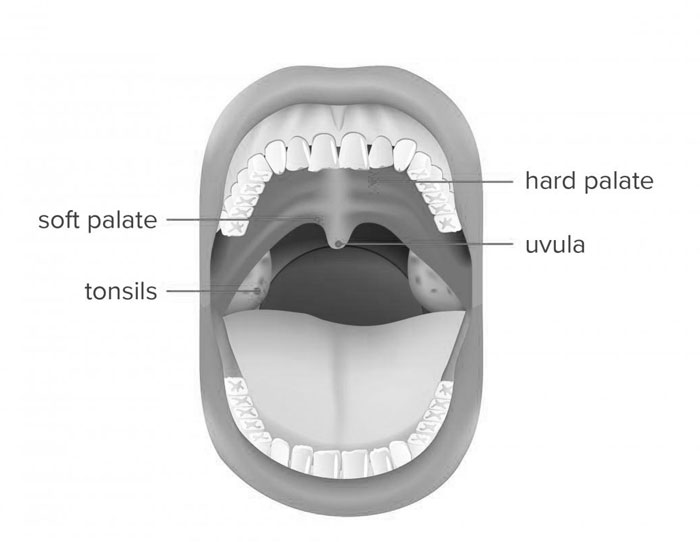 Soft Palate