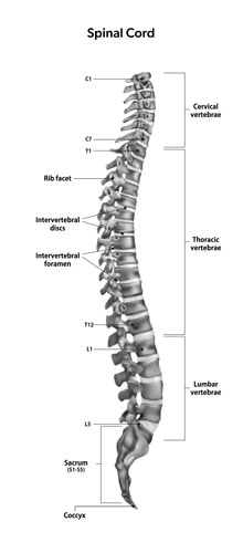 Spinal Cord
