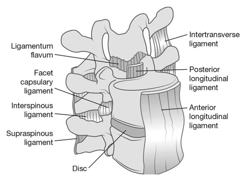 Spinal Ligaments