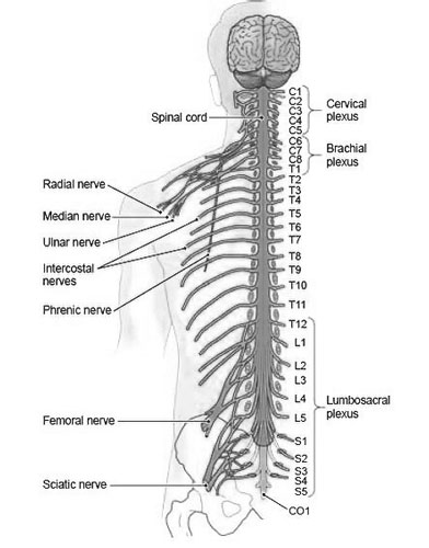 Spinal Nerves