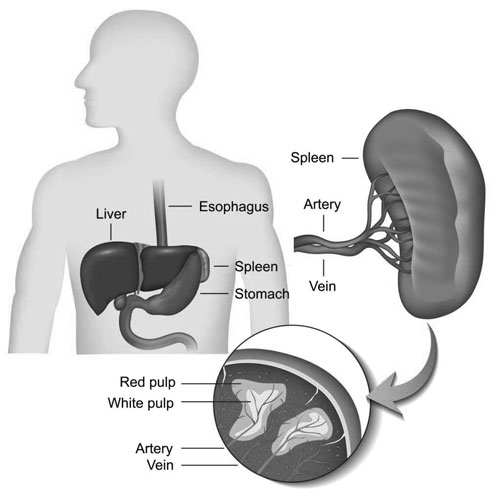 Spleen