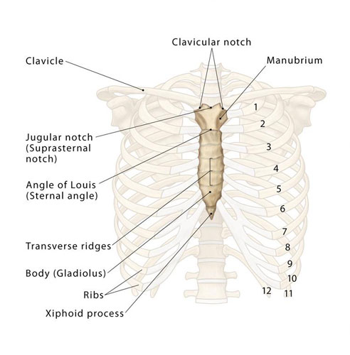 Sternum