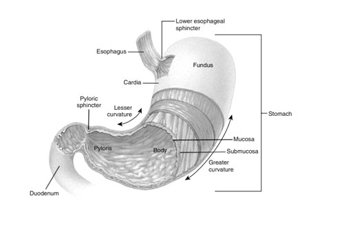 Stomach