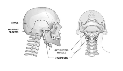 Stylohyoid