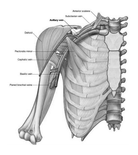 Subclavian Vein