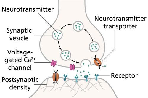 Synapses