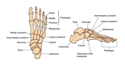 Tarsals