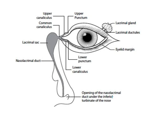 Tear Duct