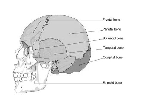 Temporal Bone