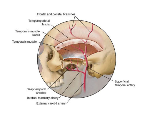 Temporal Fascia