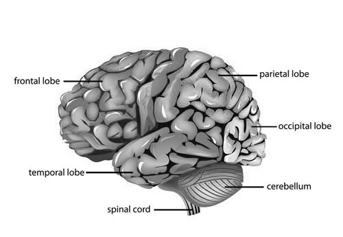 Temporal Lobe