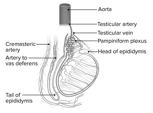 Testicular Vessels